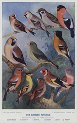 Our British Finches